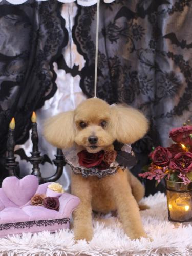 20231001のえるくん